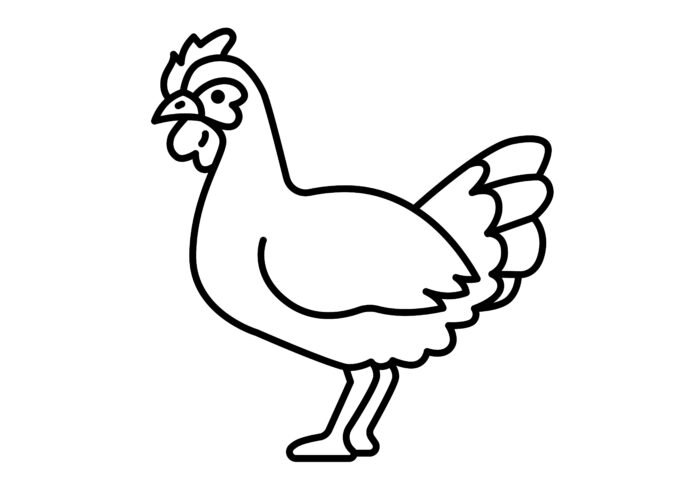 Cock drawing for coloring book