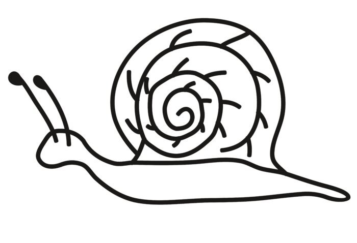 Snail drawing for coloring book and kids