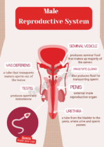 Download printable male reproductive system diagram poster for student and teacher