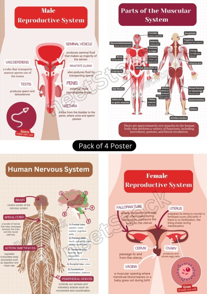 Printable pack of 4 biology poster for student and teacher