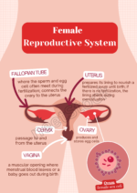 Printable female reproductive system diagram poster for student and teacher