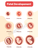 Printable fetal developement diagram poster for student and teacher
