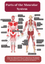 Printable human muscular system diagram poster for student and teacher