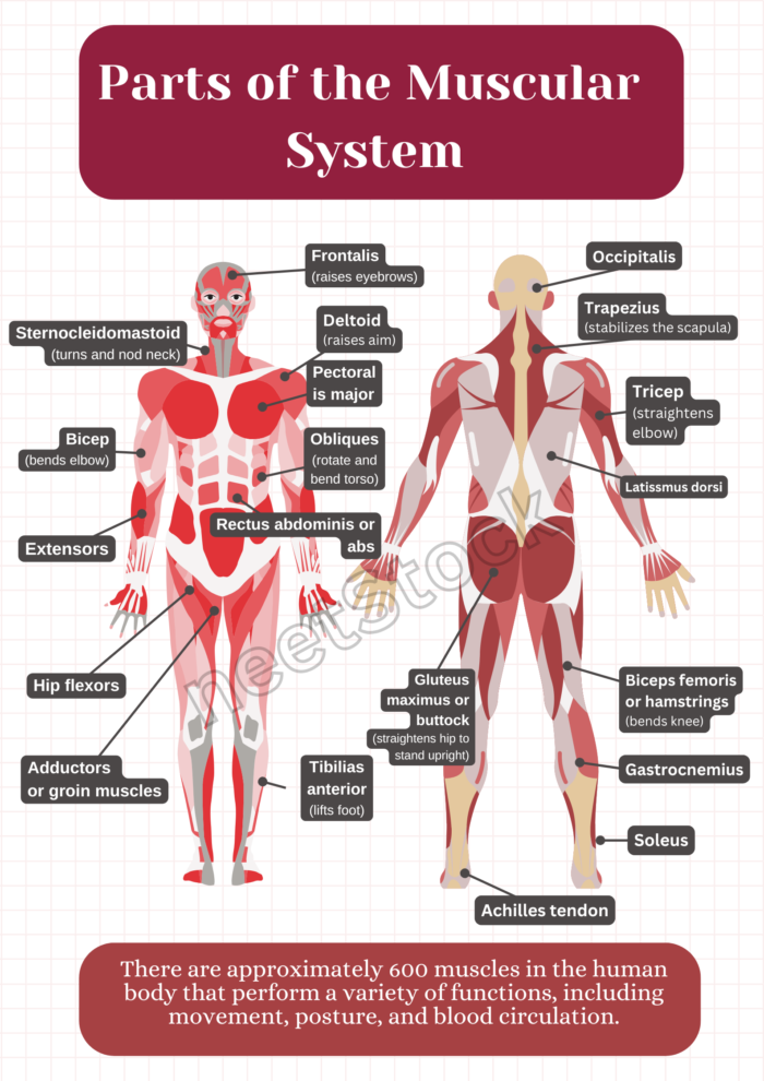 Printable human muscular system diagram poster for student and teacher