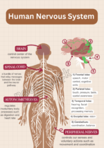 Printable human nervous system diagram for student and teacher
