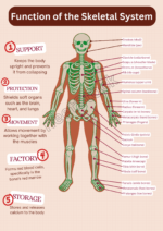 Printable skeletal system diagram poster for student and teacher