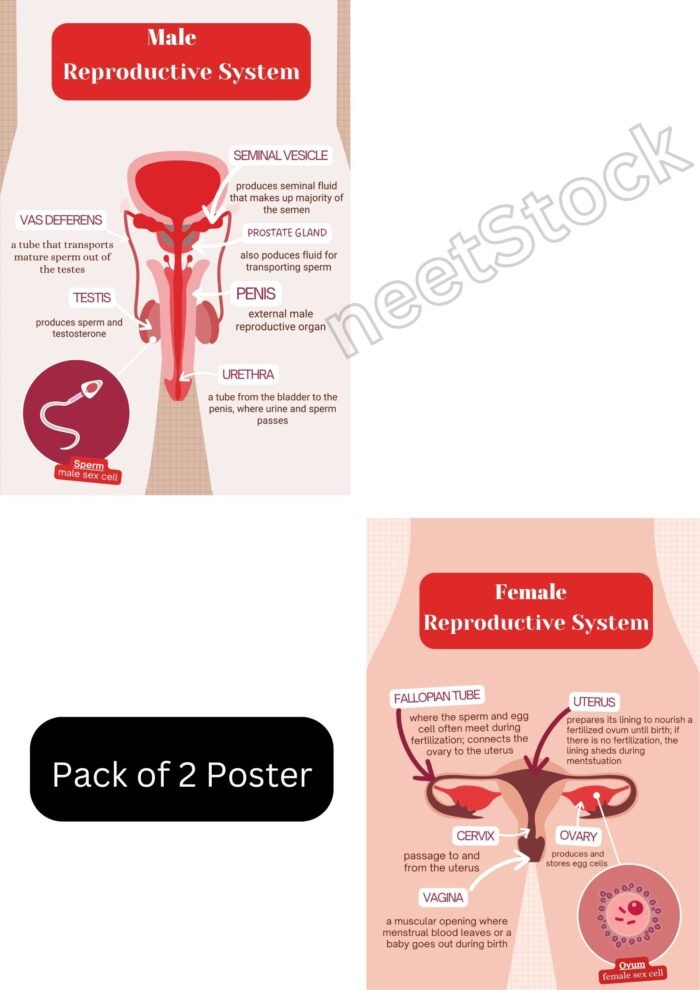 Printable human reproductive system poster of male and female