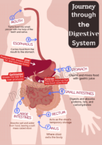 Printable digestive system educational poster in red pink gradient