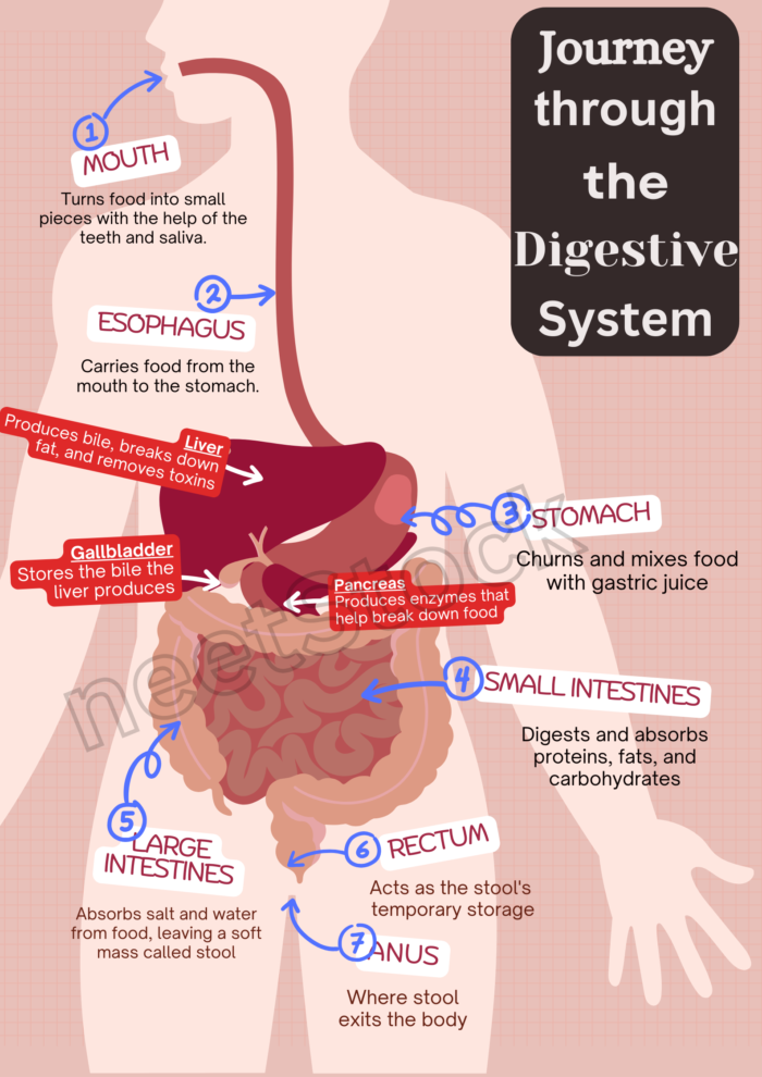 Printable digestive system educational poster in red pink gradient